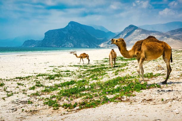 dubai, salalah