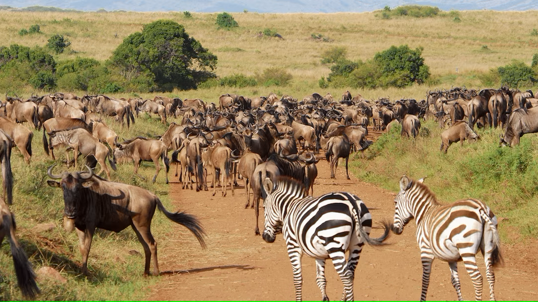 Kenya A Wild Safari