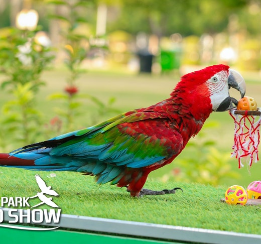Exotic Bird Show at Dubai Dolphinarium