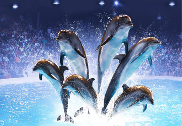 Dubai Dolphin & Seal Show